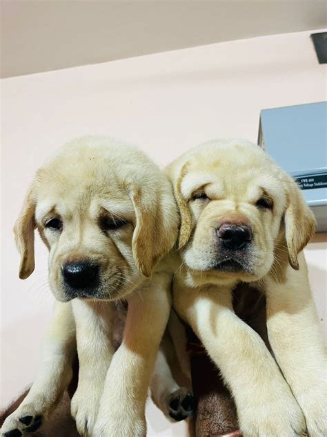 Finding a Fawn Labrador Puppy