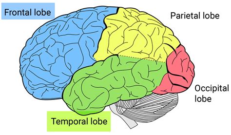 Finding a Frontal Lobe Dementia Support Group