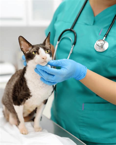 Finding a Reputable Veterinarian for Declawing: Key Tips