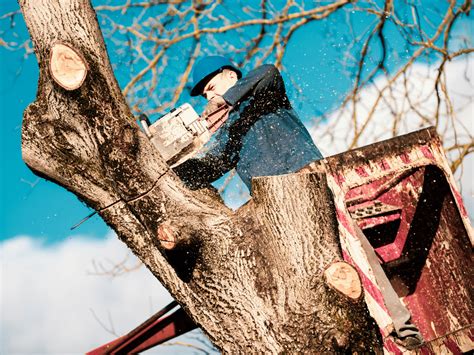 Finding a Tree in Your Budget