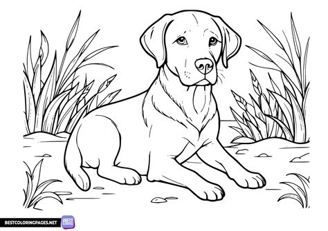 Finding the Best Labrador Coloring Pages Free Printable Sources