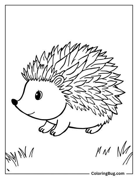 Finding the Perfect Hedgehog Picture To Colour Outline
