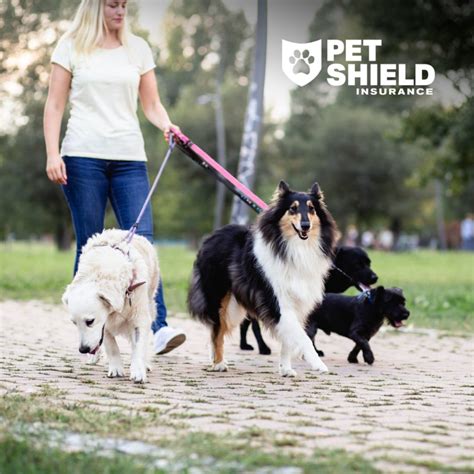 Finding the Right Solution for Your Pup
