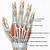 Finger Anatomy Tendons