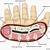 Finger Cross Sectional Anatomy