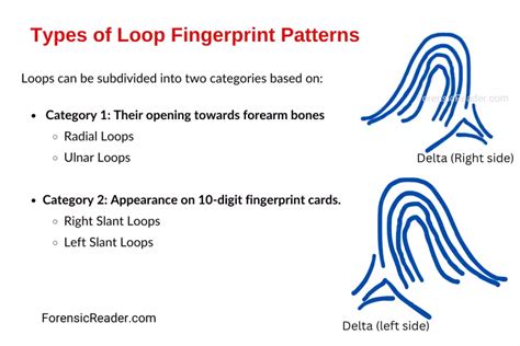 Fingerprint Loop Pattern