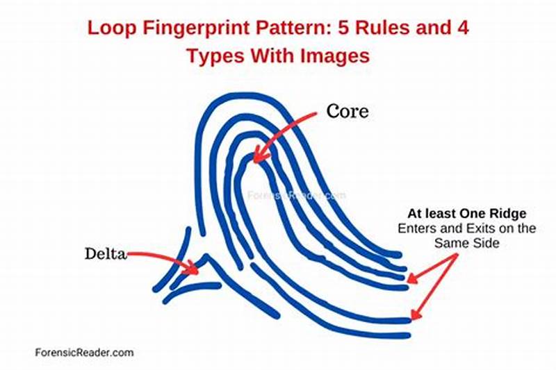 Fingerprint Loop Pattern