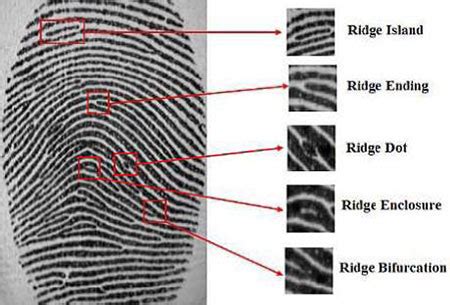 Fingerprint Minutiae Chart