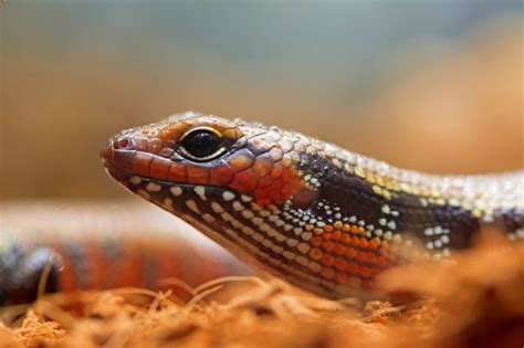 Fire Skink Diet