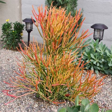 The Fascinating Fire Stick Plant: A Must-Have for Succulent Lovers