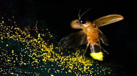 Fireflies Display