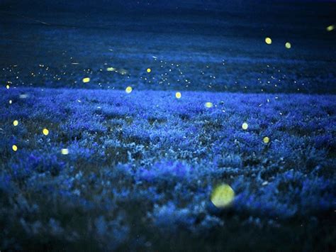 Fireflies at Night