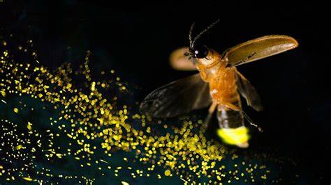Firefly