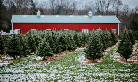 Firkins Christmas Tree Farm