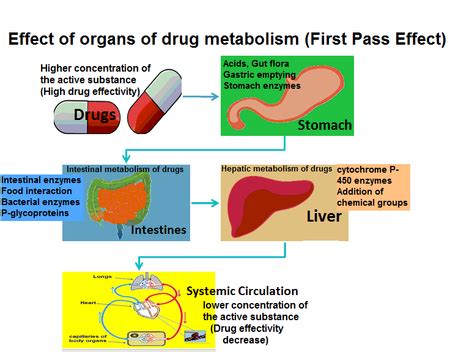 First Pass Effect: Understanding Drug Metabolism and Bioavailability
