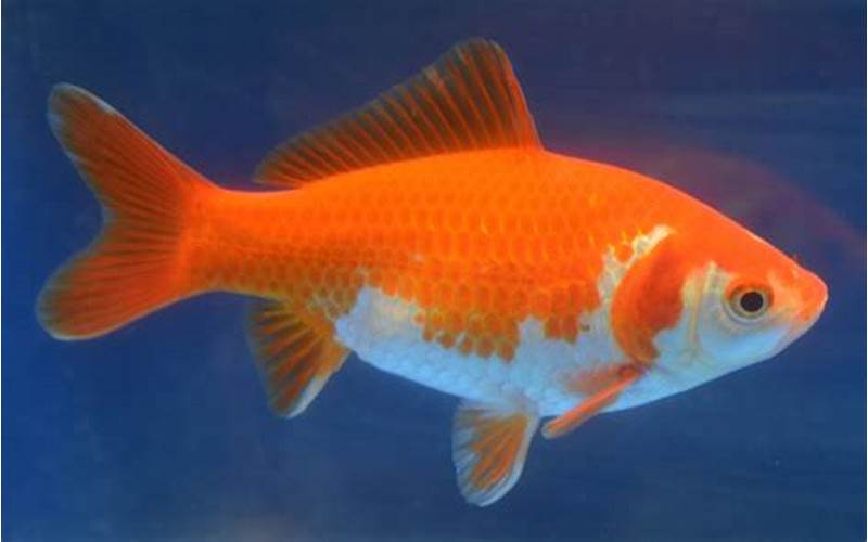 Fish Images
