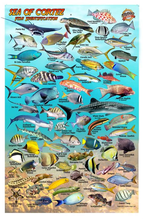 Schooling fish in the Sea of Cortez, Baja California, Mexico, 27567
