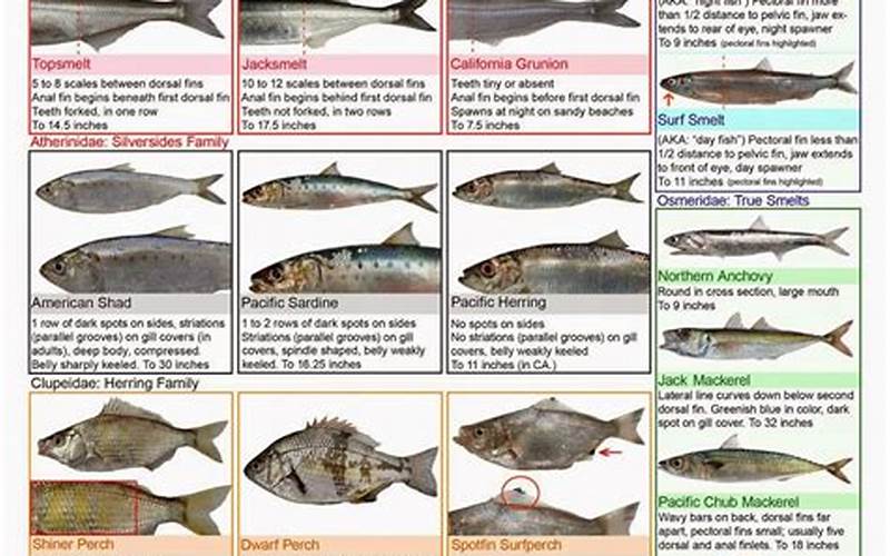 Fish Species Stocked In California