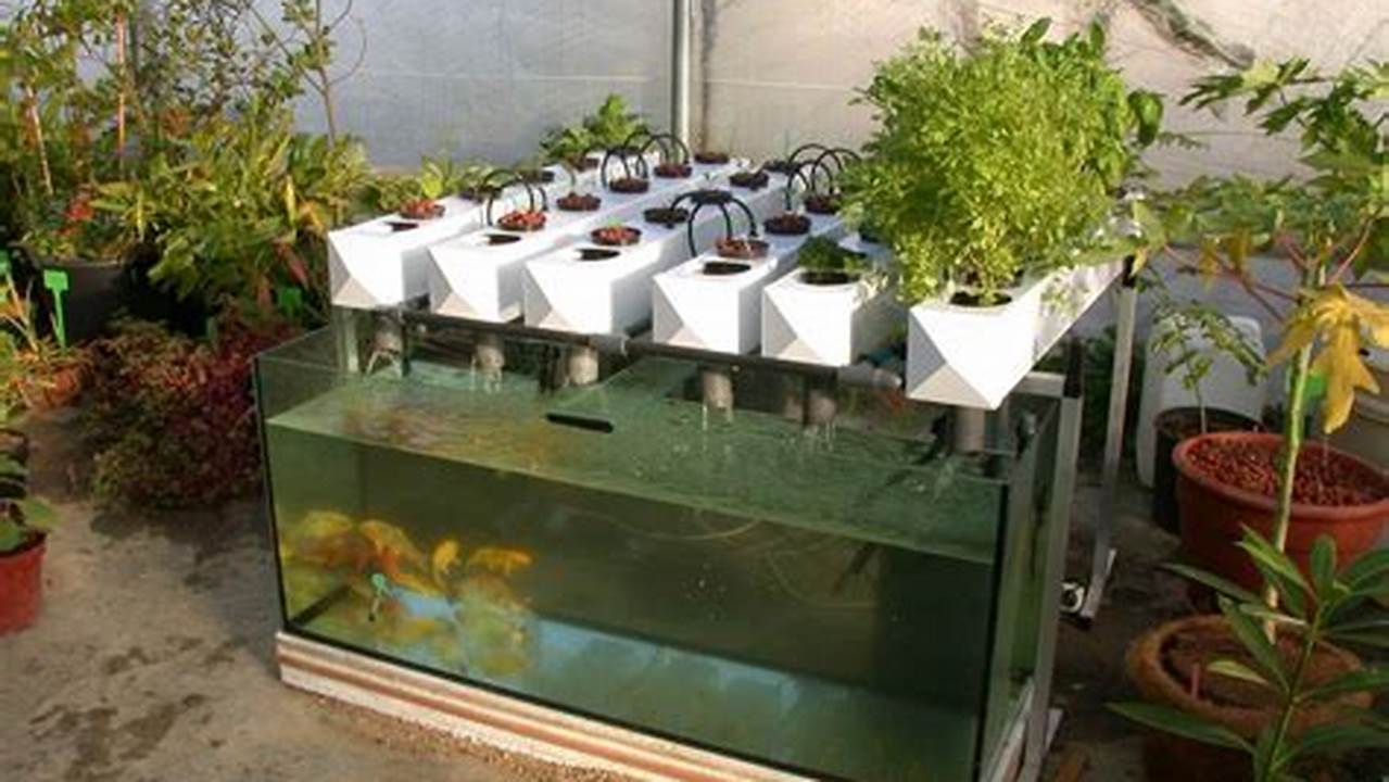 Fish Growth, DIY Farm