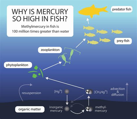 Fish & Mercury