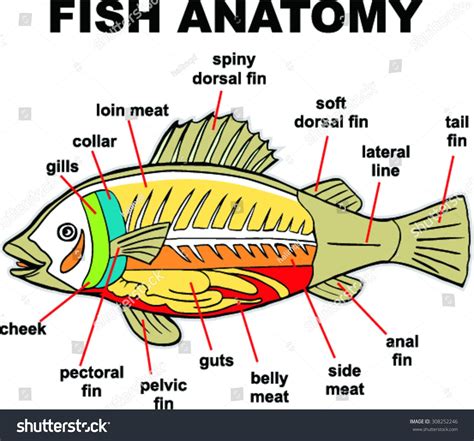Fish Anatomy