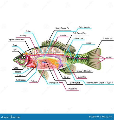 Fish Anatomy Diagram
