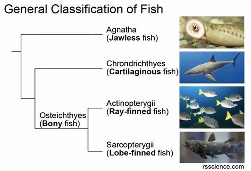 Fish Classification Chart