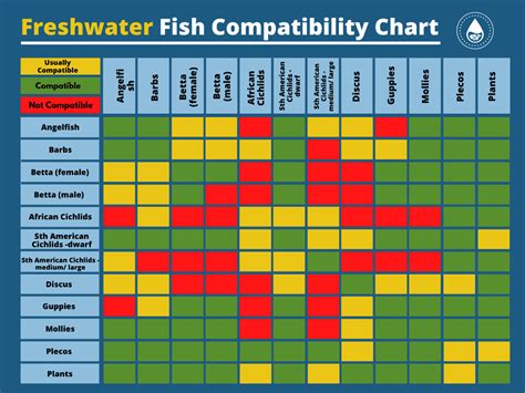 Fish Compatibility for Algae Eating Fish