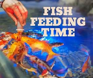 Fish Feeding Time