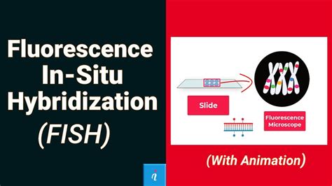 Fish Fluorescent In Situ Hybridization (FISH) Animation: An Illuminating Guide to Genetic Analysis