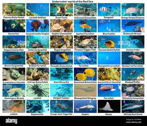 Fish Identification Guide