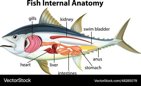 Fish Internal Anatomy