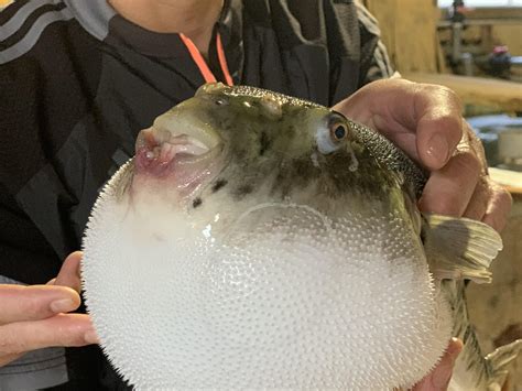 Fish Japan