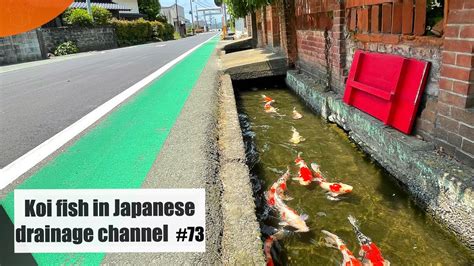 Fish Japan Drainage System