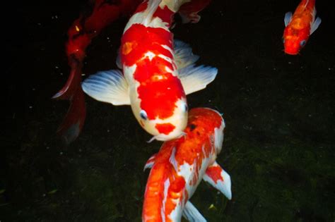Fish Japanese Koi