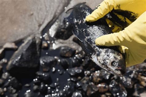 Fish Oil Contaminated