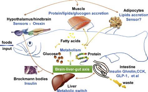 Fish Oil Muscle Protein Synthesis