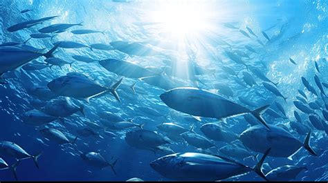 Fish School HD