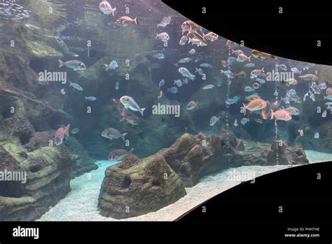 Fish Species in Crete