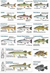 Fish Species in Michigan