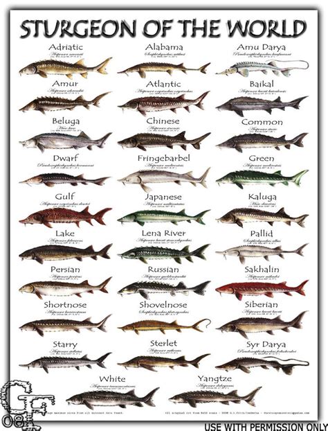 Fish Species in Sturgeon Bay