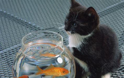 Fish Tank Size for Cats