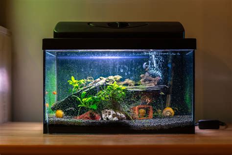 Fish Tank With Clean Water