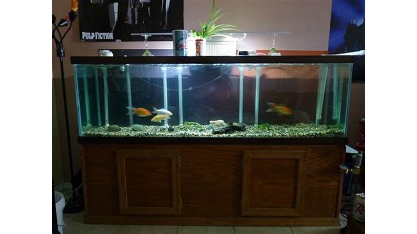 Fish Tanks Craigslist