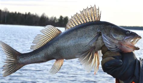 Fish of Lapland
