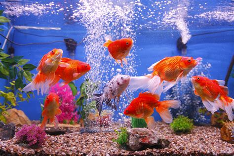 Fishes in Aquariums