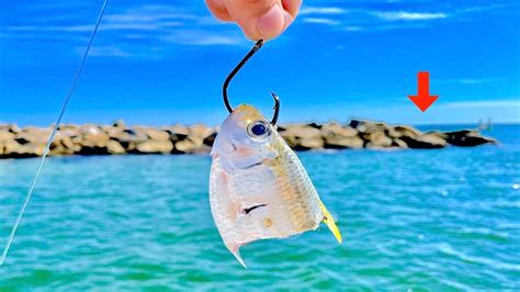 Download Fishing Cut Images