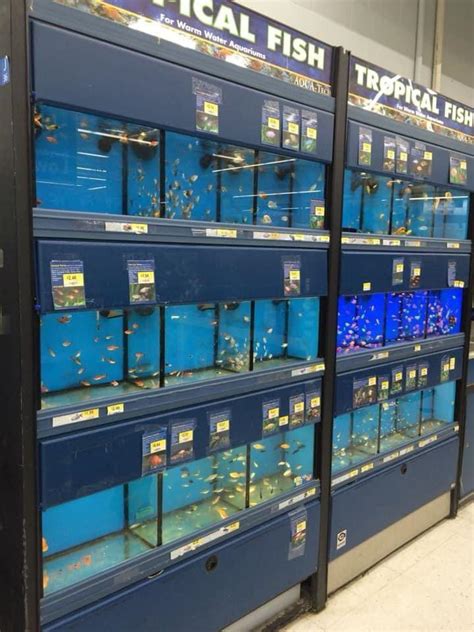 Fishing section at Walmart