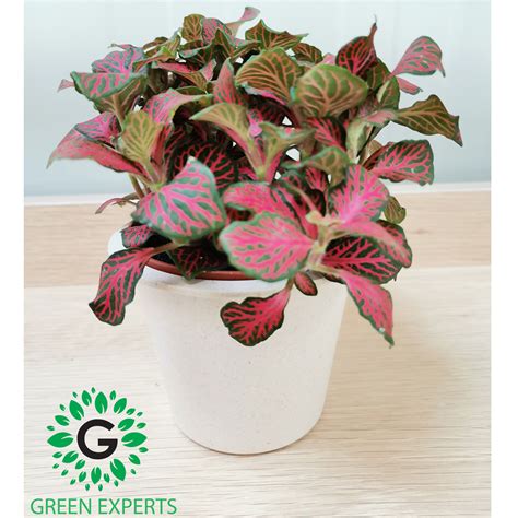 The Ultimate Guide To Fittonia Air Purifier In 2023