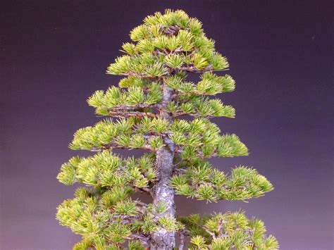 The Five Needle Pine Bonsai